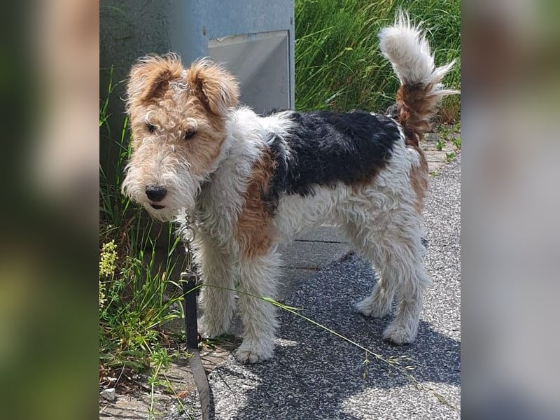 Süsse Foxterrier Hündin sucht neues liebevolles Zuhause