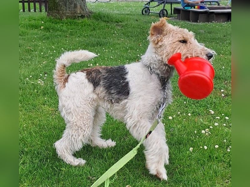 Süsse Foxterrier Hündin sucht neues liebevolles Zuhause