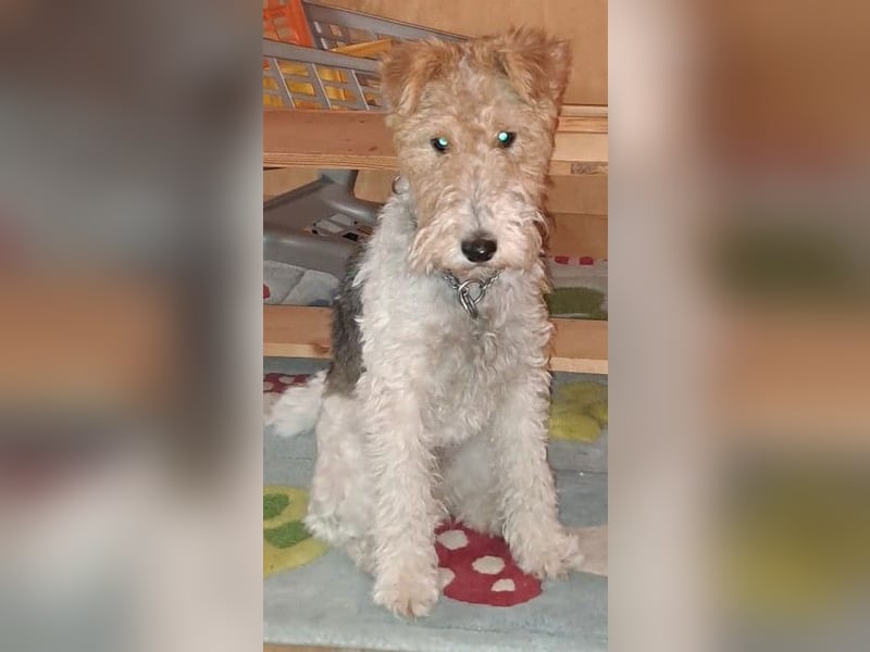 Süsse Foxterrier Hündin sucht neues liebevolles Zuhause