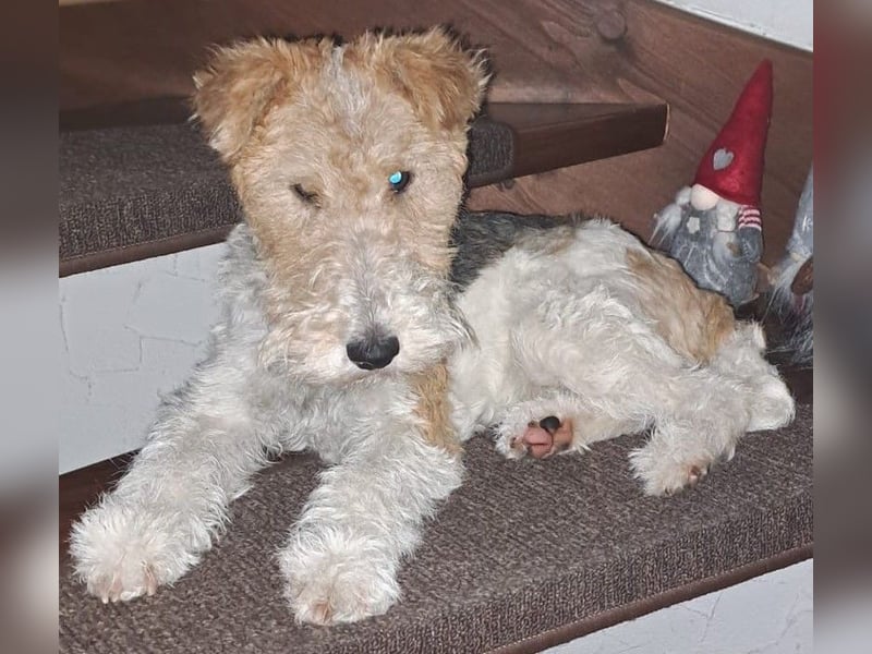Süsse Foxterrier Hündin sucht neues liebevolles Zuhause