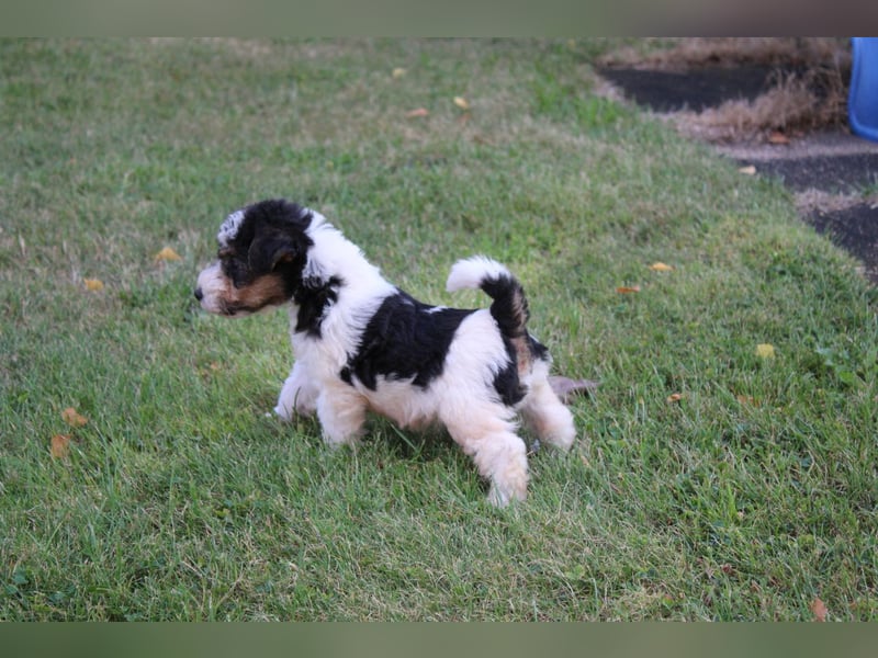 Foxterrier Welpen .