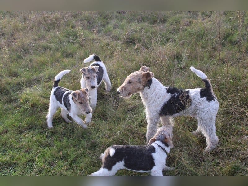 Foxterrier Welpen .