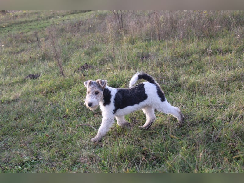 Foxterrier Welpen .
