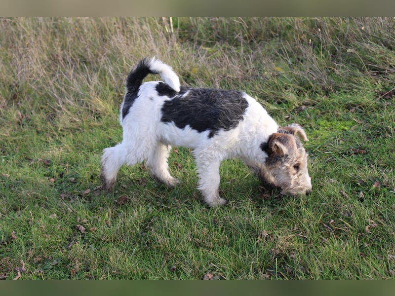 Foxterrier Welpen .