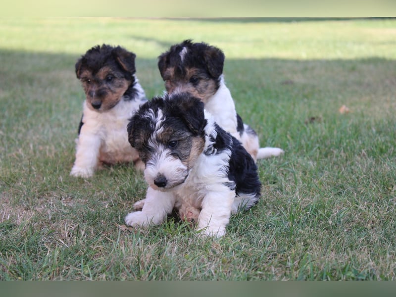 Foxterrier Welpen .