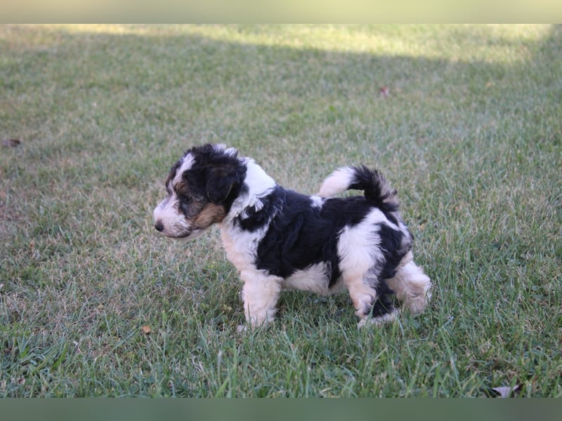 Foxterrier Welpen .