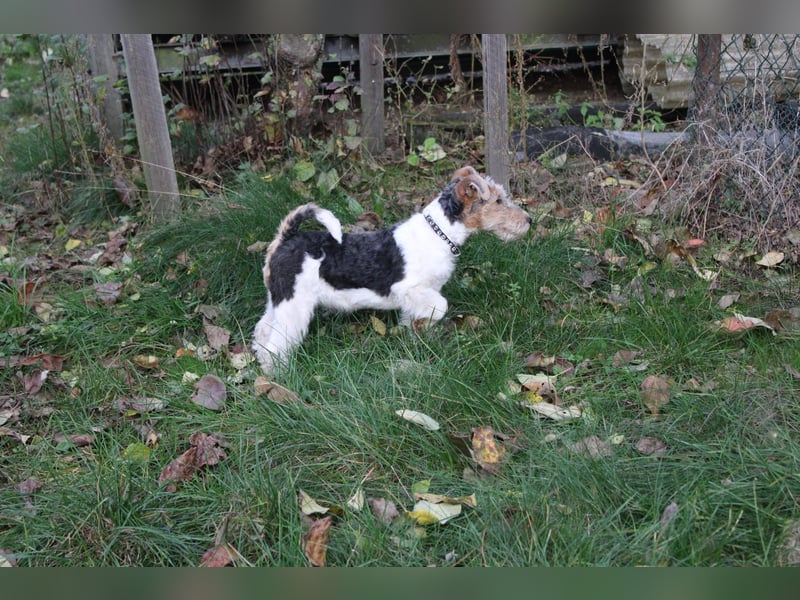 Foxterrier Welpen .