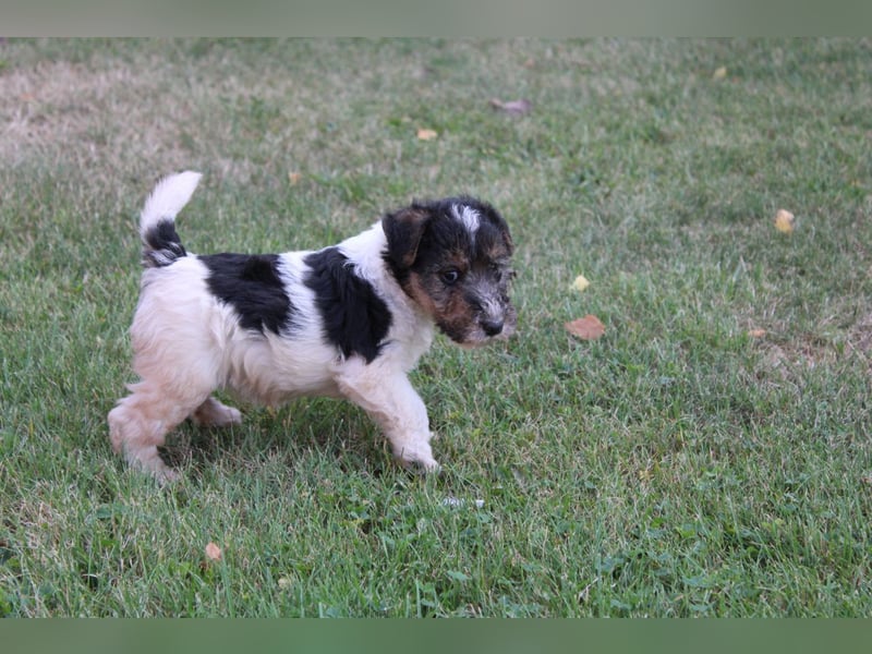 Foxterrier Welpen .