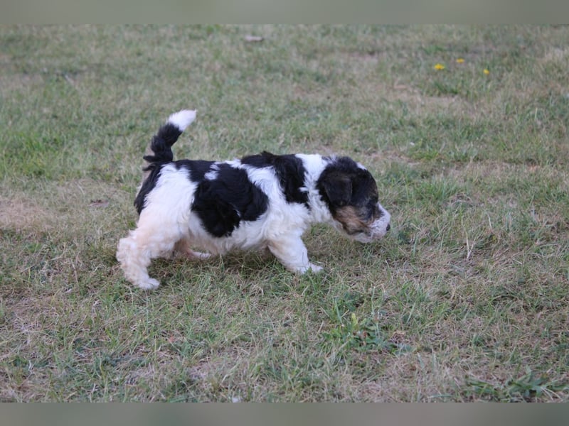 Foxterrier Welpen .