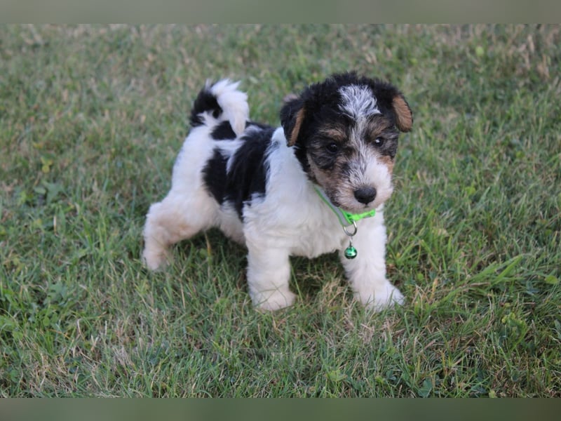 Foxterrier Welpen .