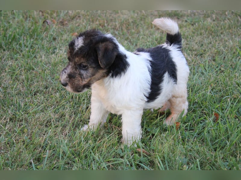 Foxterrier Welpen .