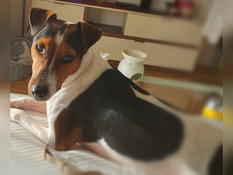 EIN 1 jahr vermutlich Rein-Rassigen Vox Terrier Rüde