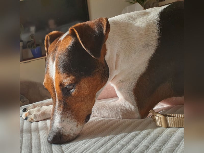 EIN 1 jahr vermutlich Rein-Rassigen Vox Terrier Rüde