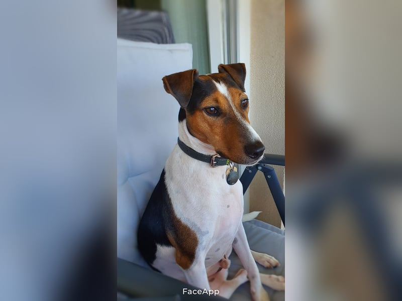 EIN 1 jahr vermutlich Rein-Rassigen Vox Terrier Rüde