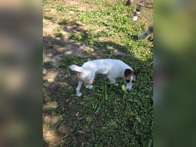 Foxterrier- Hündin sucht ein liebevolles neues Zuhause.