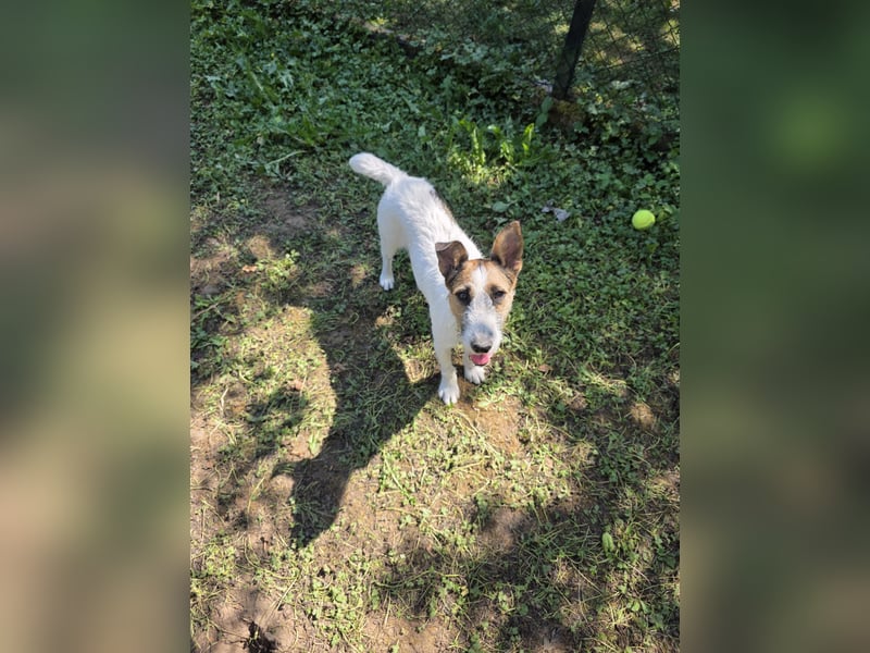 Foxterrier- Hündin sucht ein liebevolles neues Zuhause.