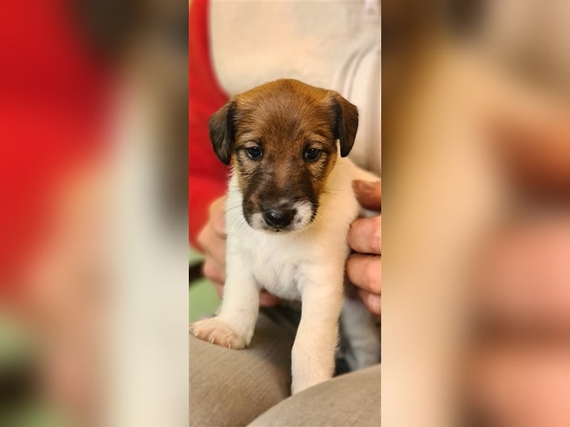 Foxterrier-Glatthaar-Welpen, reinrassig