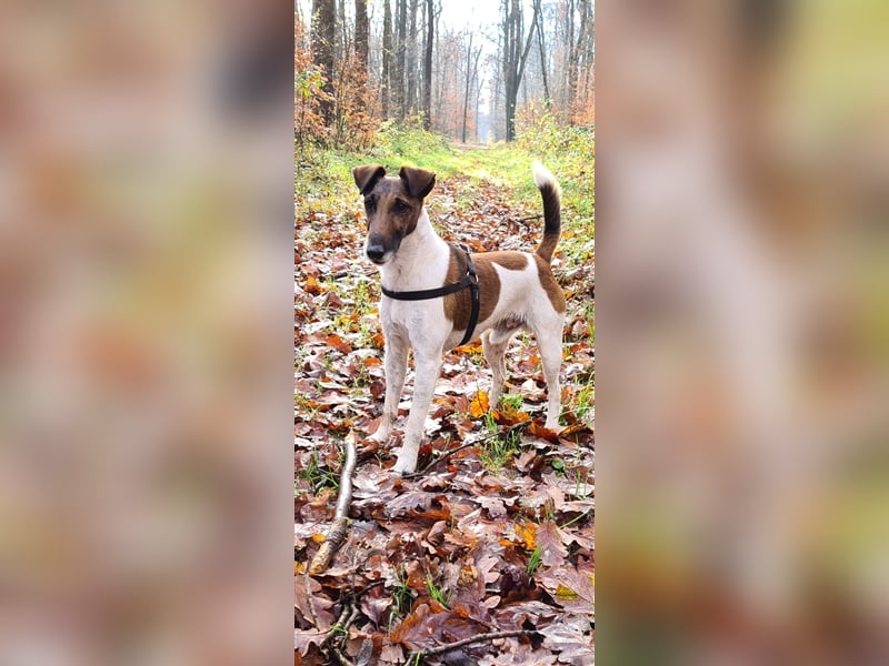 Foxterrier-Glatthaar-Welpen, reinrassig