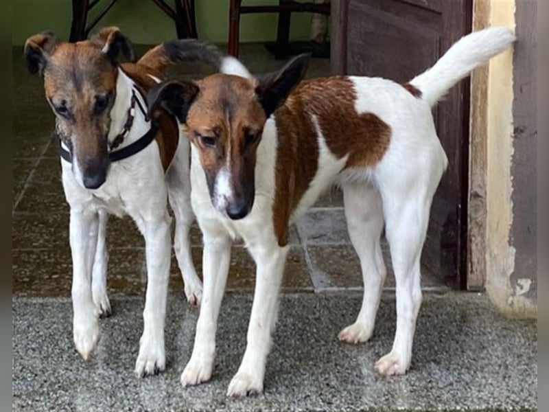 Foxterrier-Glatthaar-Welpen, reinrassig