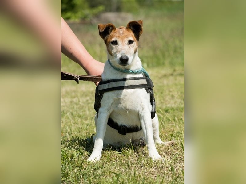 Pici-SI, Schmuse-Omi sucht dringend ein warmes Körbchen