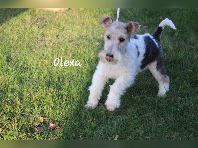 Drahthaar Foxterrier-Welpin mit Ahnentafel