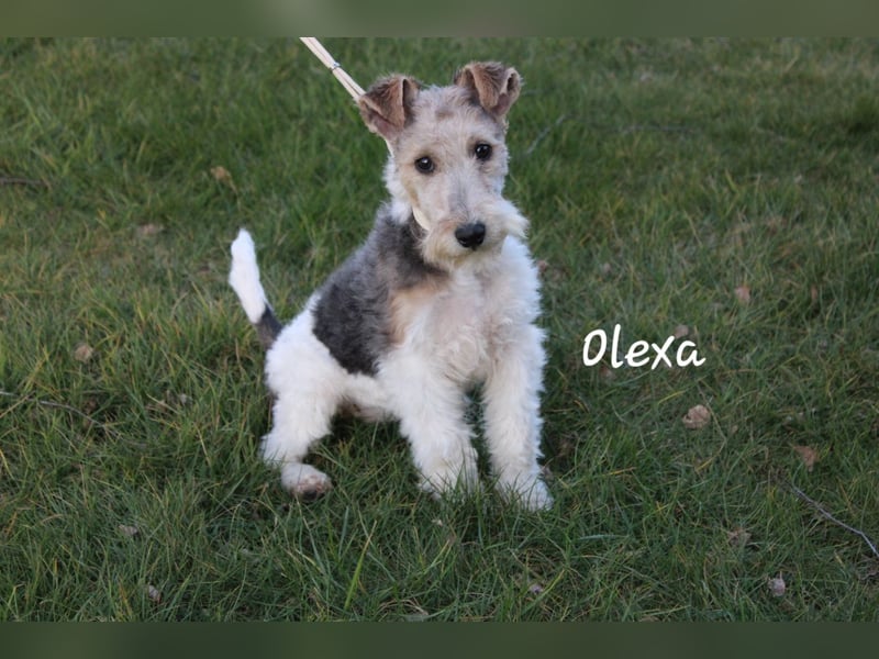Drahthaar Foxterrier-Welpin mit Ahnentafel