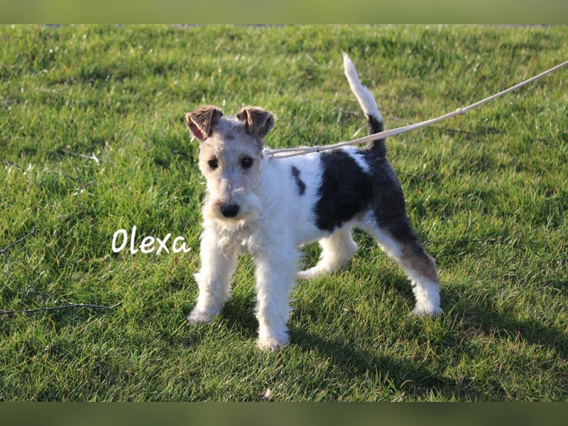 Drahthaar Foxterrier-Welpin mit Ahnentafel