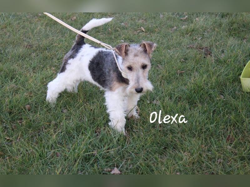 Drahthaar Foxterrier-Welpin mit Ahnentafel