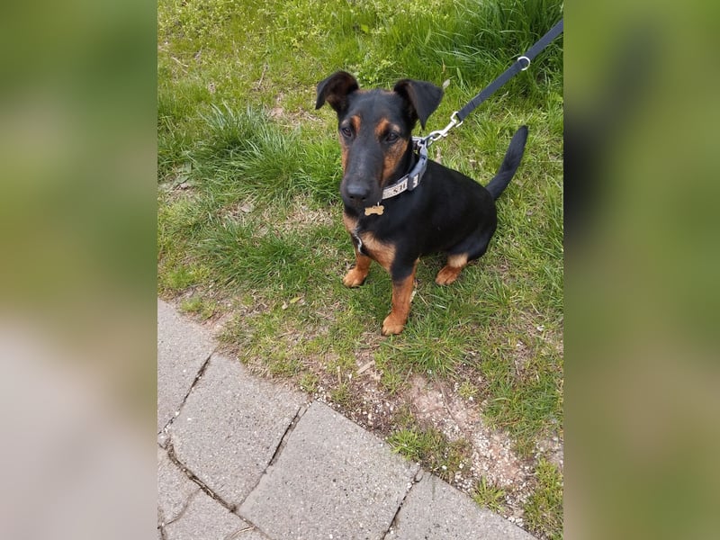 Szilva VA – Junge Hündin sucht ein aktives Zuhause