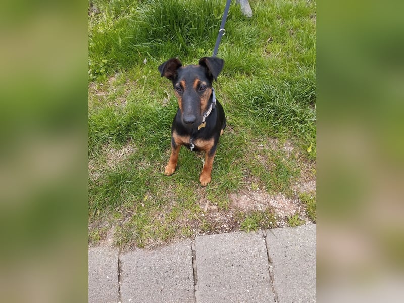 Szilva VA – Junge Hündin sucht ein aktives Zuhause