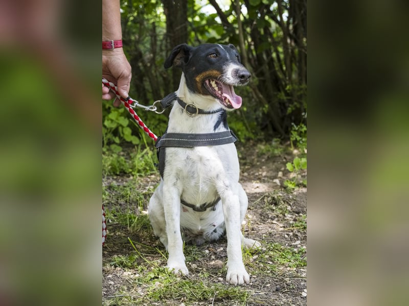 Cili SI – sanfte Foxterrier-Mix-Hündin mit großem Herz sucht ein liebevolles Zuhause