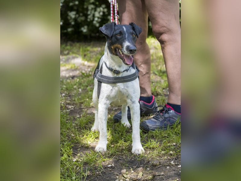 Cili SI – sanfte Foxterrier-Mix-Hündin mit großem Herz sucht ein liebevolles Zuhause