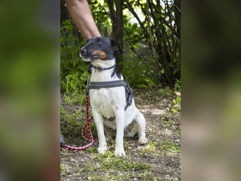 Cili SI – sanfte Foxterrier-Mix-Hündin mit großem Herz sucht ein liebevolles Zuhause