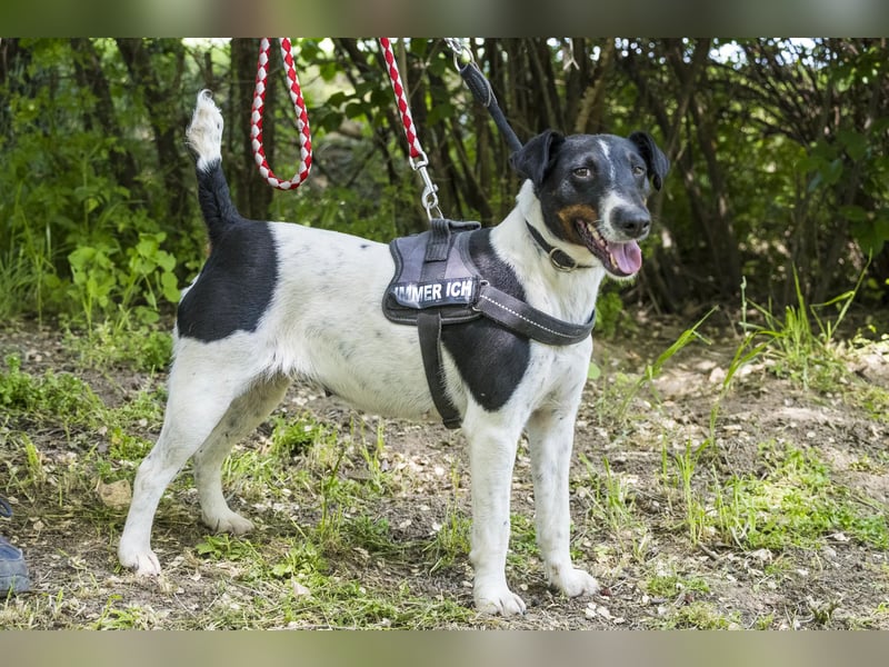 Cili SI – sanfte Foxterrier-Mix-Hündin mit großem Herz sucht ein liebevolles Zuhause