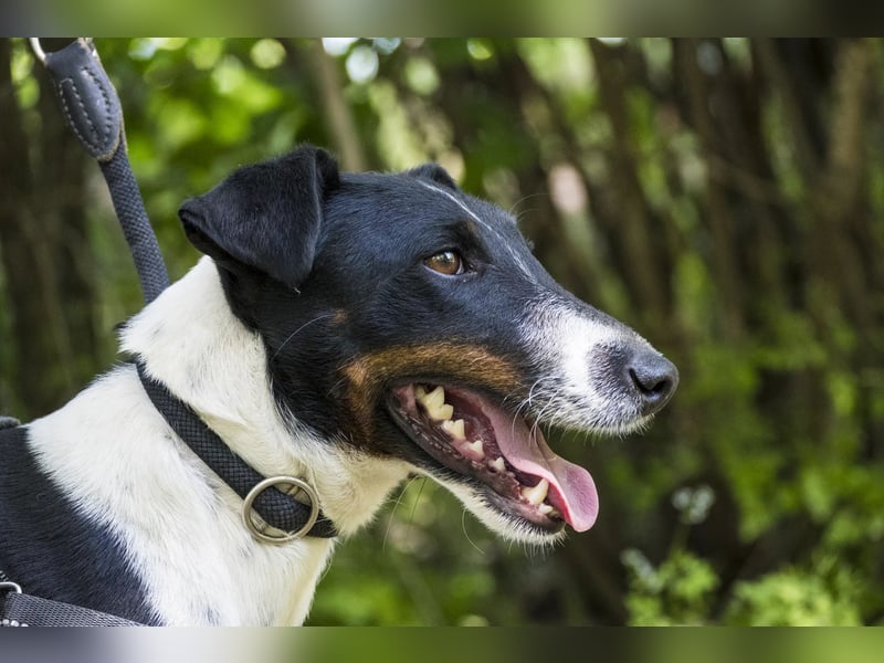 Cili SI – sanfte Foxterrier-Mix-Hündin mit großem Herz sucht ein liebevolles Zuhause