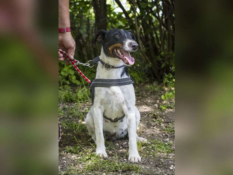 Cili SI – sanfte Foxterrier-Mix-Hündin mit großem Herz sucht ein liebevolles Zuhause