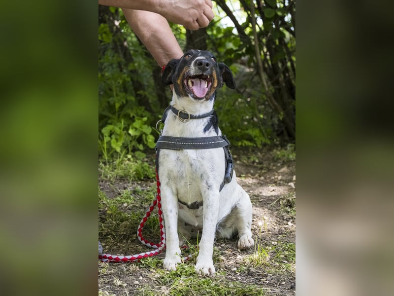 Cili SI – sanfte Foxterrier-Mix-Hündin mit großem Herz sucht ein liebevolles Zuhause