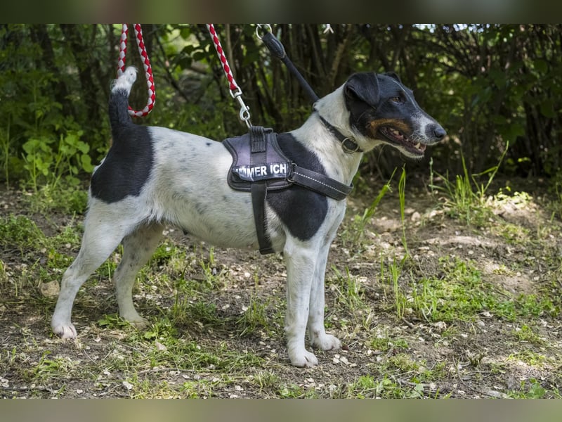 Cili SI – sanfte Foxterrier-Mix-Hündin mit großem Herz sucht ein liebevolles Zuhause