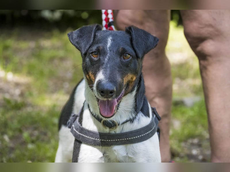 Cili SI – sanfte Foxterrier-Mix-Hündin mit großem Herz sucht ein liebevolles Zuhause