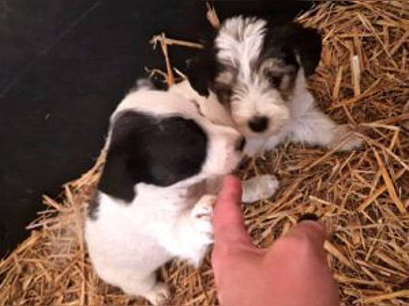 Update Shirley: reserviert