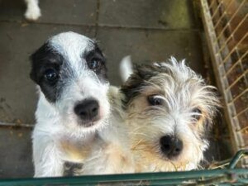 Welpe Zoe sucht ein schönes Zuhause