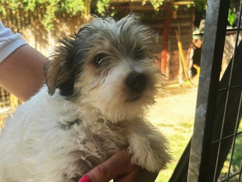 Update Shirley: reserviert