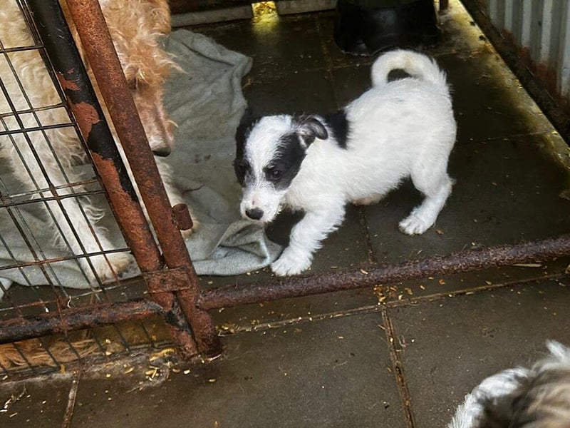 Welpe Zoe sucht ein schönes Zuhause