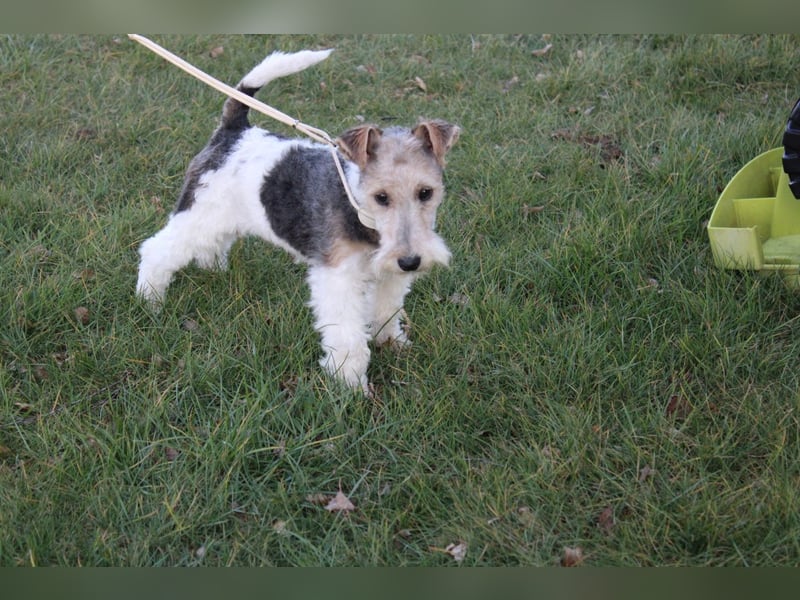 Foxterrier Welpe Hündin.