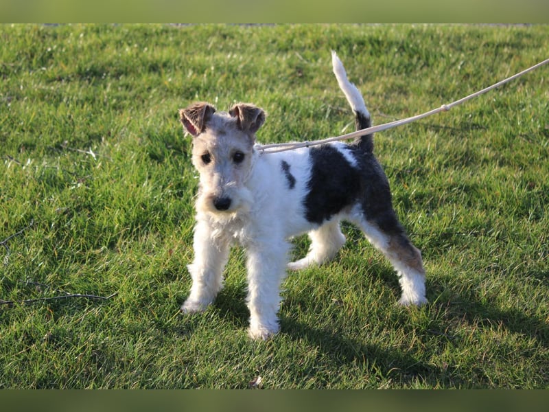 Foxterrier Welpe Hündin.