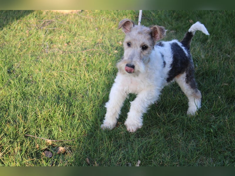 Foxterrier Welpe Hündin.