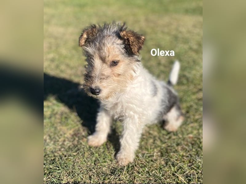 Drahthaar Foxterrier-Welpen
