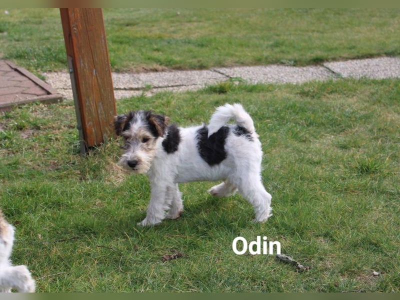 Drahthaar Foxterrier-Welpen