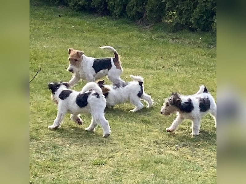 Drahthaar Foxterrier-Welpen