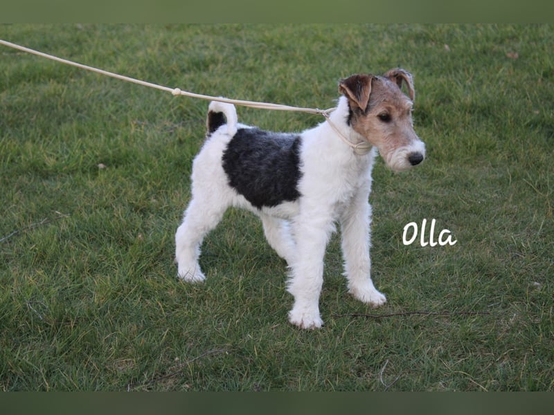 Olla